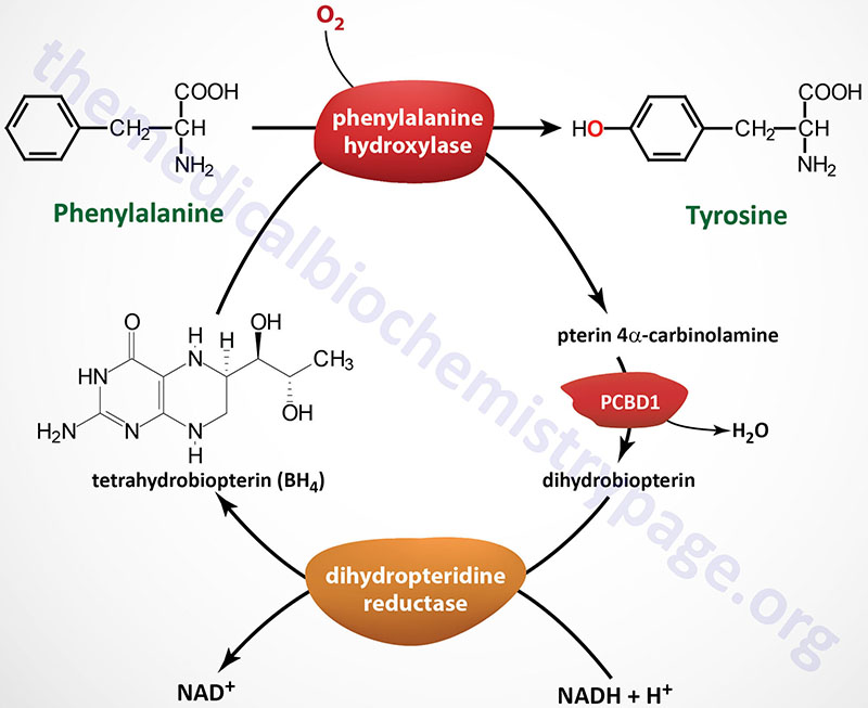 Фенилаланин биохимия. Тирозин тирозин гидроксилаза. Фенилаланин гидроксилаза Синтез. Фенилаланин в тирозин. Фенилкетонурия биохимия реакция.
